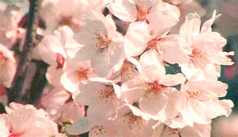 cherry blossom gif|cherry blossom aesthetic gif.